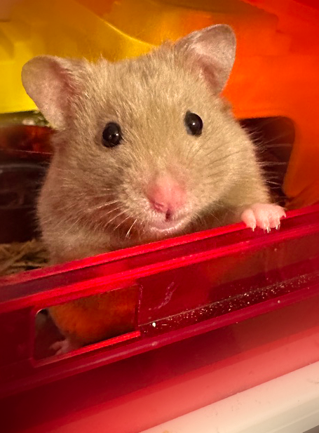 Brownie