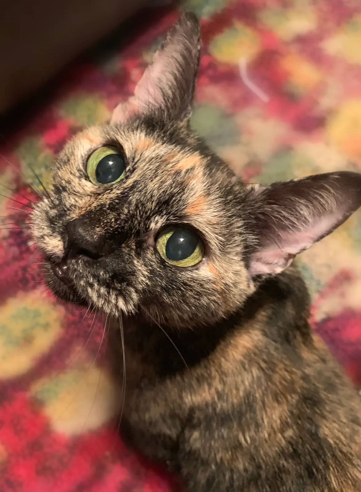 Caramel